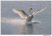 Mute-Swan-landing-5